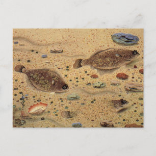Cartão Postal Vintage Flounders, Marine Ocean Life Flat Fish