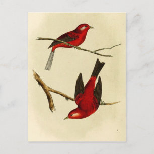 Cartão Postal Vintage Flycatcher Bird