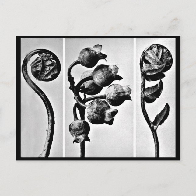 Cartão postal-Vintage Fotografia-Karl Blossfeldt 2 (Frente)
