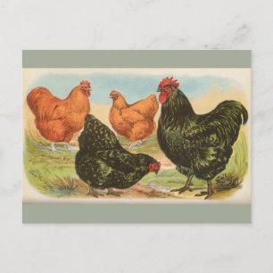 Cartão postal Vintage Four "Orpington Chickens"