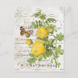 Cartão Postal Vintage French Botanic rosa postal