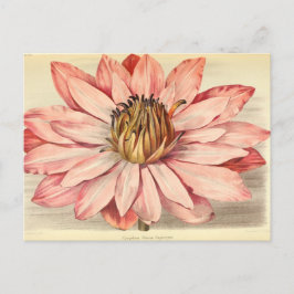 Cartão Postal Vintage French Floral Art Pink