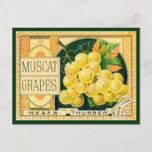 Cartão Postal Vintage Fruit Crate Label Art, Muscat Grapes