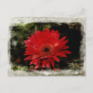 Cartão Postal Vintage Gerber Daisy