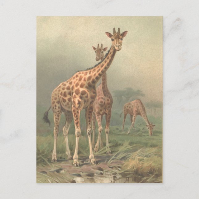 Cartão Postal Vintage Giraffe 1894 Planícies Impressão africanas (Frente)