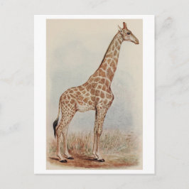 Cartão Postal Vintage Giraffe Foto