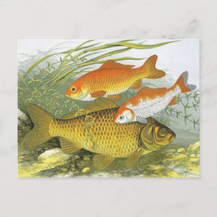 Cartão Postal Vintage Goldfish Koi Fish, Marinho Aquático Vida M