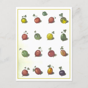 Cartão postal Vintage Gooseberry