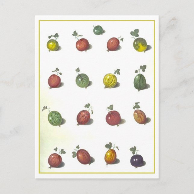 Cartão postal Vintage Gooseberry (Frente)