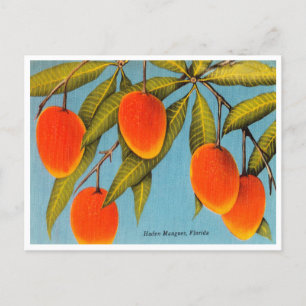 Cartão Postal Vintage Haden Mangoes, Cartão-postal Viagem da Fló