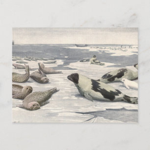 Cartão Postal Vintage Harp Seals in Artic Snow (Focos de Harp no