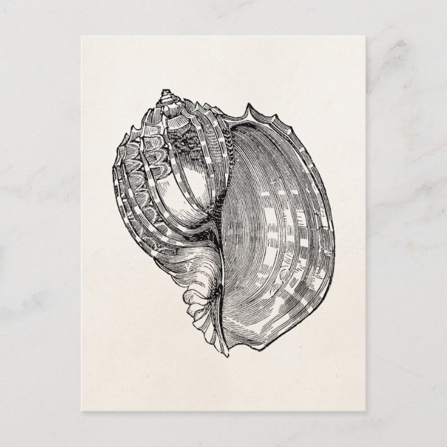 Cartão Postal Vintage Harp Seashell Antique Shells Modelo (Frente)