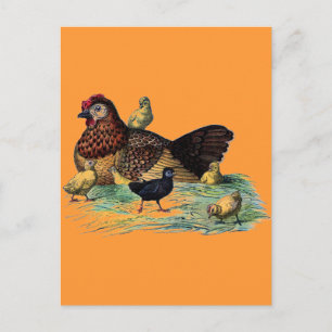Cartão Postal Vintage Hen e Pintinho Farming Scense