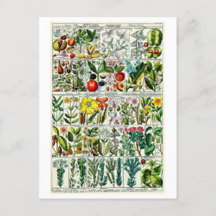 Cartão Postal Vintage Heptandria Gráfico Botânico Floral