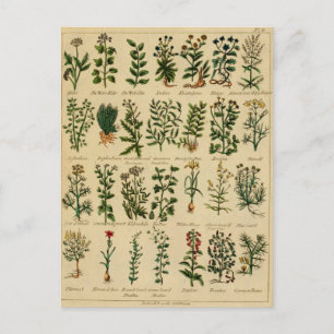 Cartão Postal Vintage Herbal Postcard Series - 4