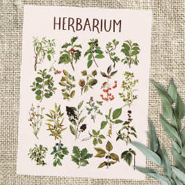 Cartão Postal Vintage Herbarium Green Plant Chart