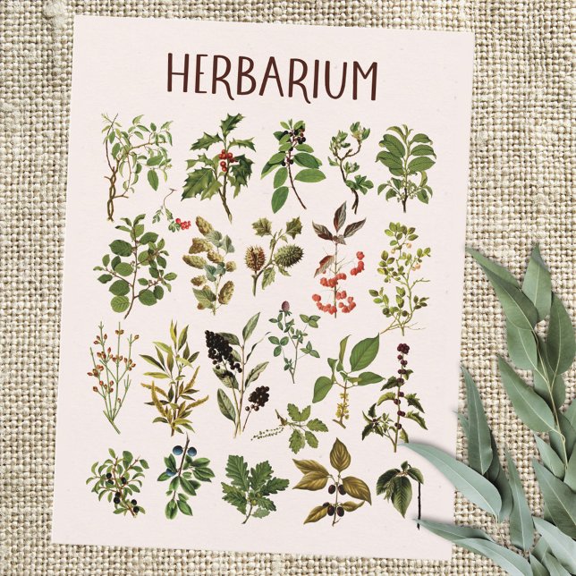 Cartão Postal Vintage Herbarium Green Plant Chart (Close up)