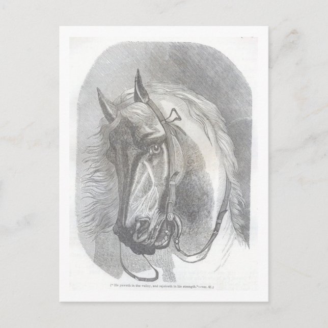 Cartão Postal Vintage Horse (Frente)