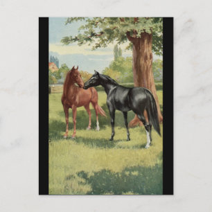 Cartão Postal Vintage Horse Mare Stallion Equestrian