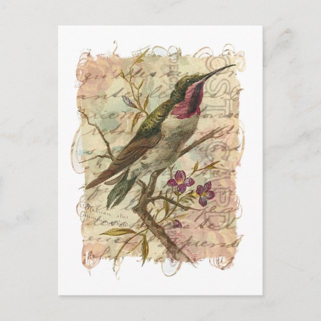 Cartão Postal Vintage Hummingbird (Frente)