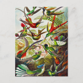 Cartão Postal Vintage Hummingbird por Ernst Haeckel