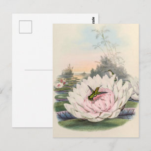 Cartão Postal Vintage Hummingbird por John Gould