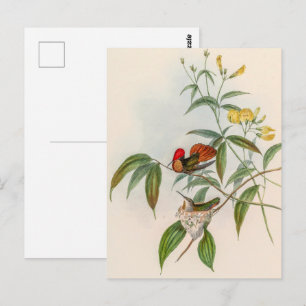Cartão Postal Vintage Hummingbird por John Gould