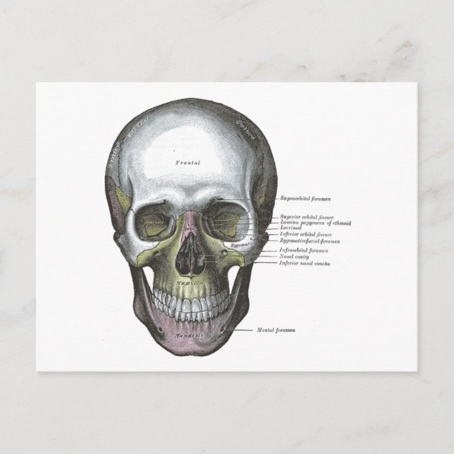 Cartão Postal Vintage Illustration Cinza Skull (Frente)