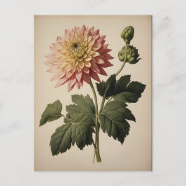 Cartão Postal Vintage Illustration of a Dahlia 