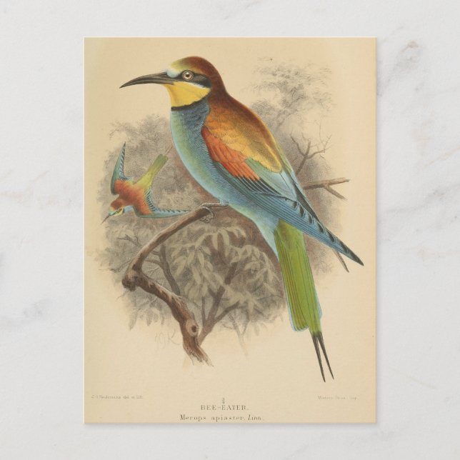 Cartão Postal Vintage - Ilustração do Bee-Eater Europeu (Frente)