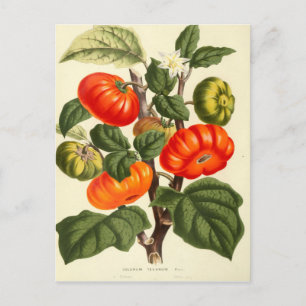 Cartão Postal Vintage Impressão de tomate