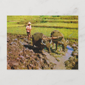 Cartão Postal Vintage Indonésia, Explorando campos de arroz