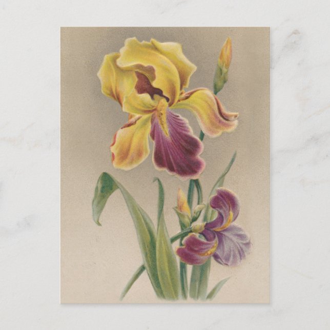 Cartão Postal Vintage Iris Flower (Frente)
