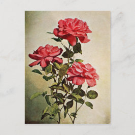 Cartão Postal Vintage Jacqueminot Rosa por Frederick Martin
