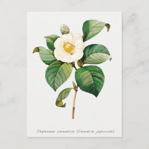 Cartão Postal Vintage Japonês Camellia Botânica