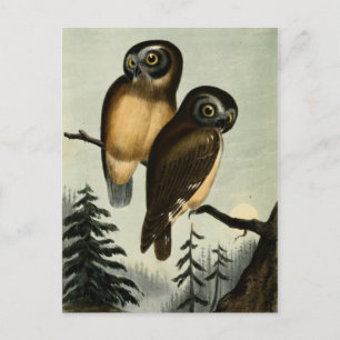 Cartão Postal Vintage Kirtlands Owl