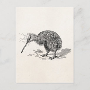 Cartão Postal Vintage Kiwi - Modelo