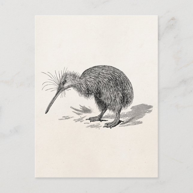 Cartão Postal Vintage Kiwi - Modelo (Frente)