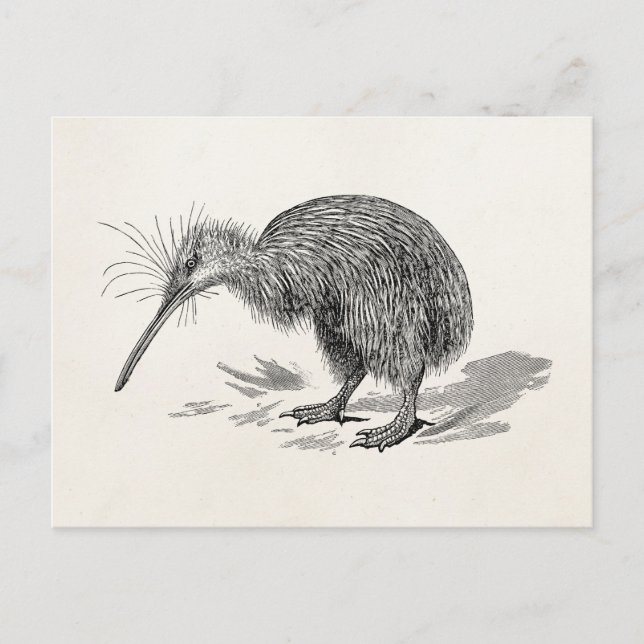 Cartão Postal Vintage Kiwi - Modelo de aves antigas (Frente)