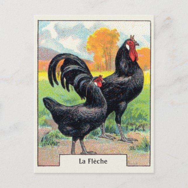 Cartão Postal Vintage La Fleche Chicken (Frente)
