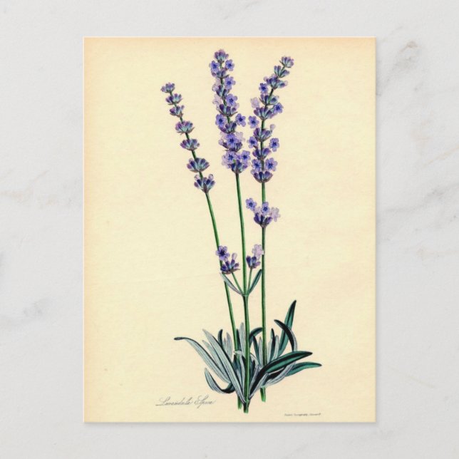 Cartão postal Vintage Lavendar (Frente)