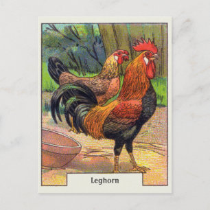 Cartão Postal Vintage Leghorn Chicken