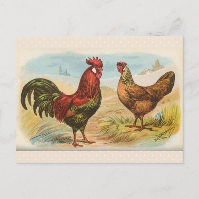 Cartão postal Vintage "Leghorn Chickens" (Frente)