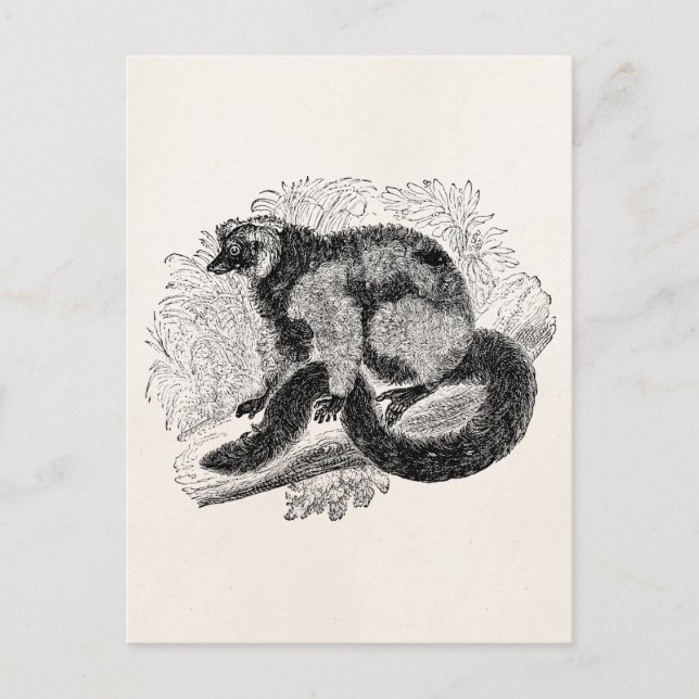 Cartão Postal Vintage Lemur 1800s Limurs Illustration Modelo (Frente)