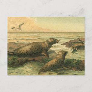 Cartão Postal Vintage Leopardo, Animais Aquáticos Vida Marinha