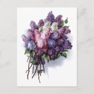 Cartão Postal Vintage Lilacs