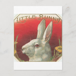 Cartão Postal Vintage Little Bunny Rabbit