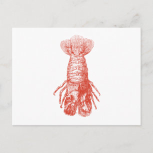 Cartão Postal Vintage Lobster Scyllarus Arctus