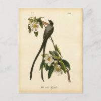 Vintage Magnolia Floral Bird Flycatcher