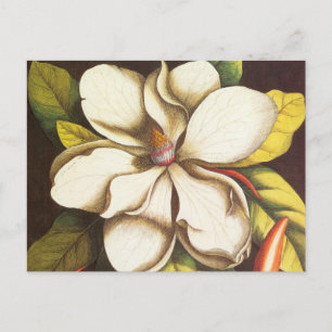 Cartão Postal Vintage Magnolia Flowers Planta Com Sementes